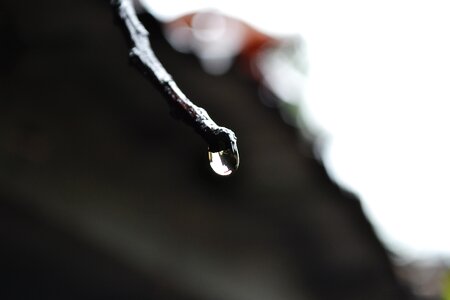 Rain drop nature sri lanka photo