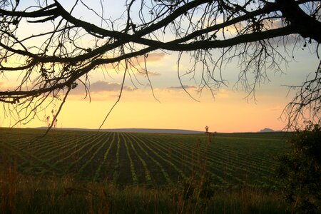 Field crop light