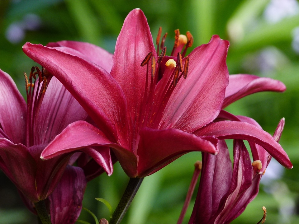 Flower macro nature