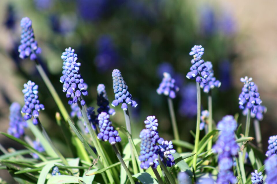 Purple green grass