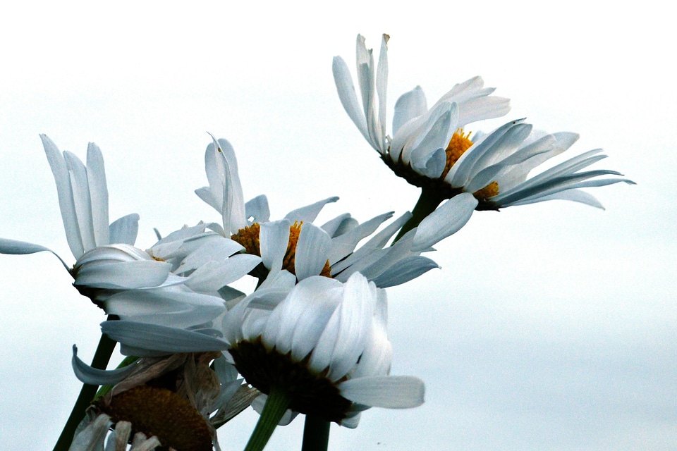 Bunch ox eyed daisy flora