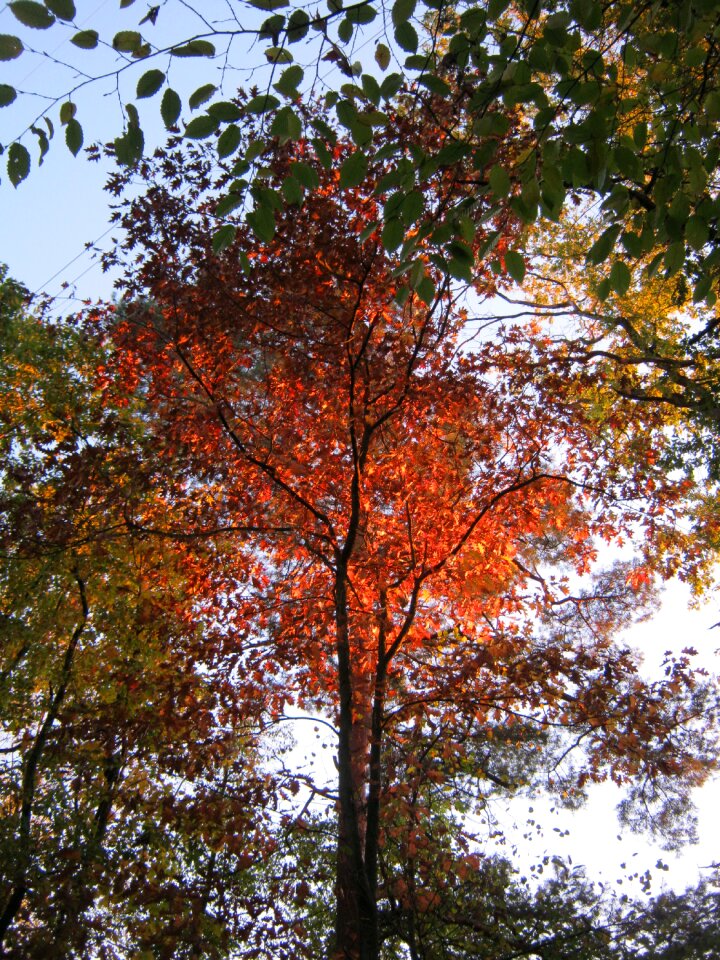 Autumn emerge fall foliage
