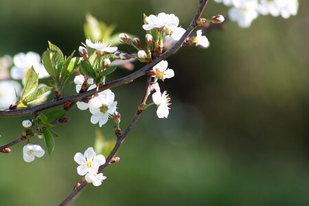 Nature apple tree leaves