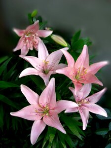 Flower plant lily