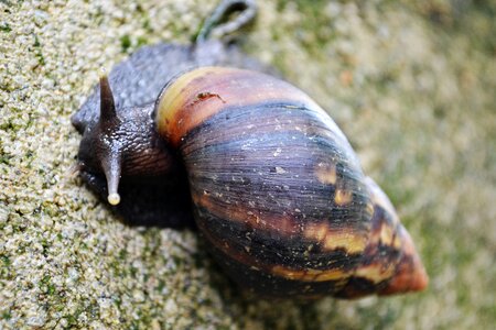 Slug slow moving photo