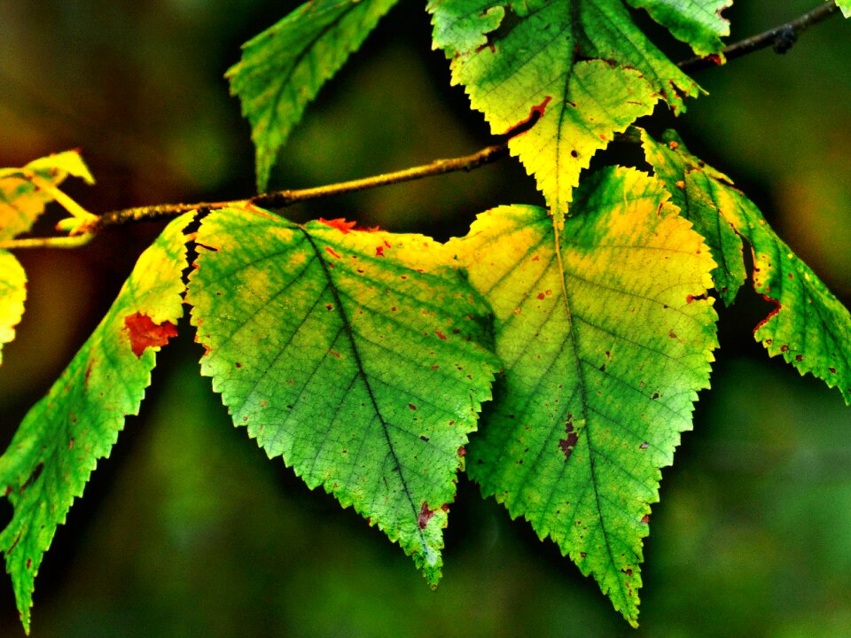 Back light nature morning sun