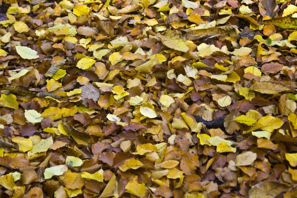 Fall foliage ground colors of autumn