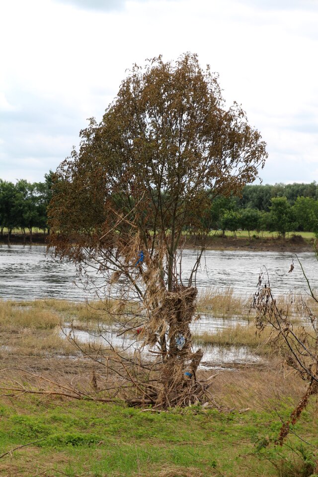 High water nature year dog er flood