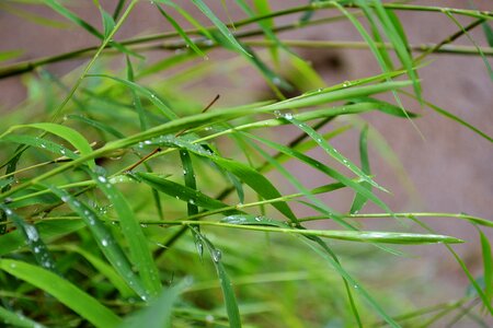 Water drops leaves mawanella photo