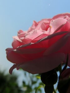 Flower sun rays shadow photo