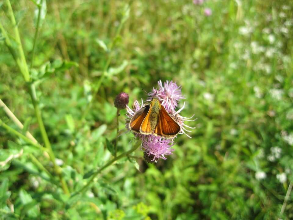 Insect butterfly skipper