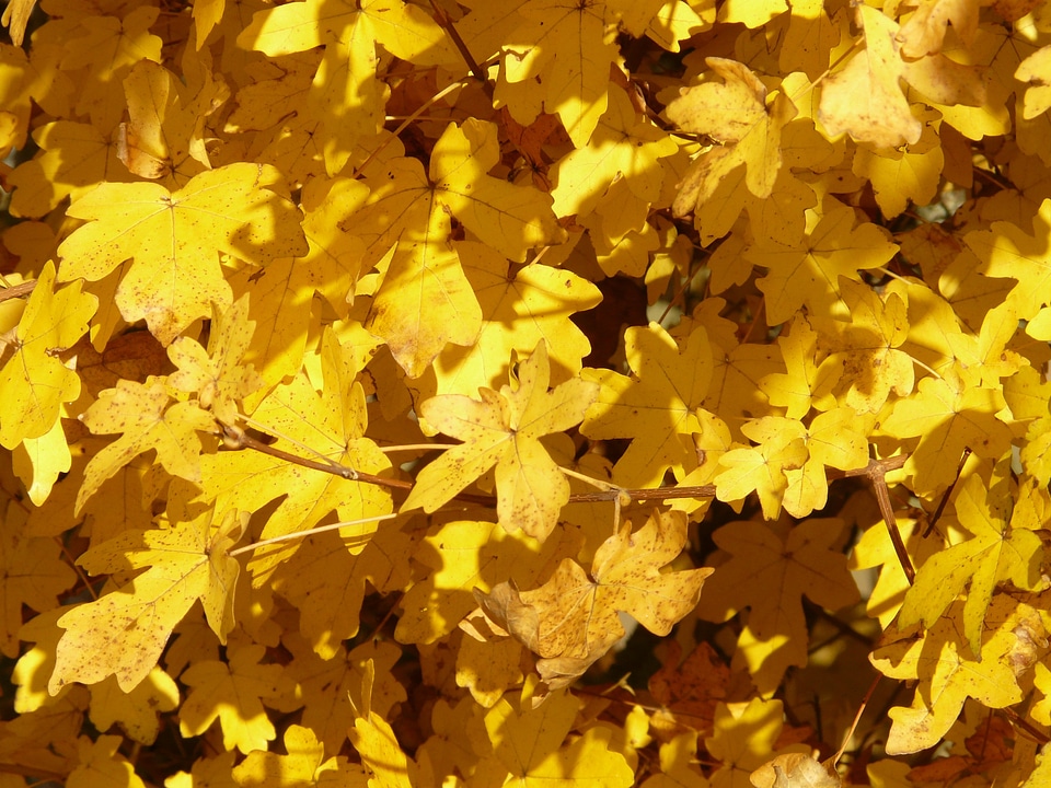 Acer deciduous tree golden autumn