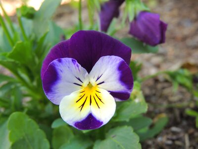 Flower coloring colorful