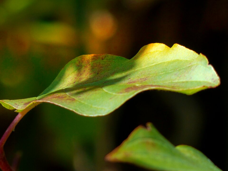 Autumn macro garden