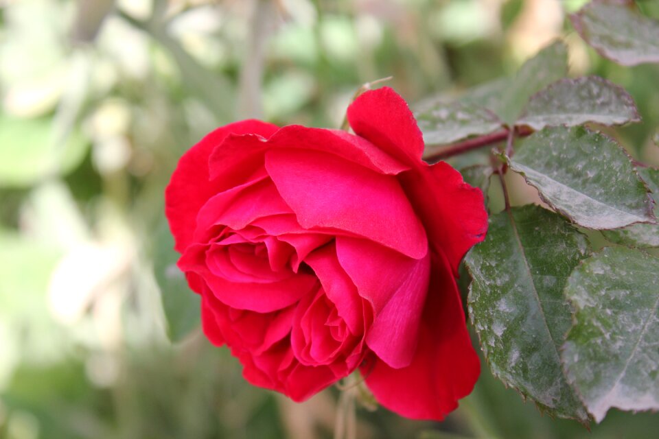 Rosa love flower