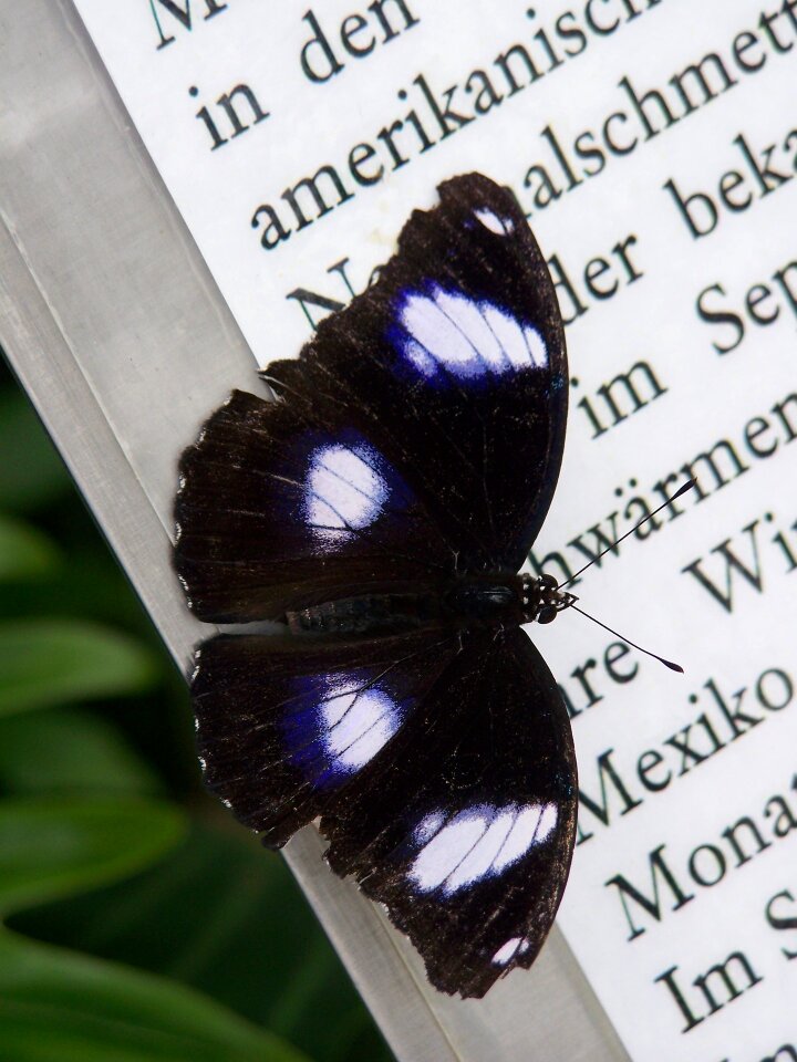 Butterfly wing insect