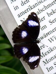 Butterfly wing insect