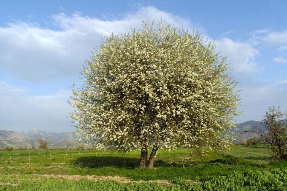 Dağbeyli spring tree