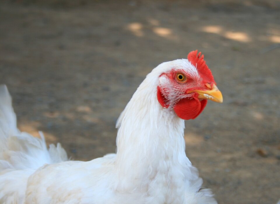 Feathers farm fowl photo