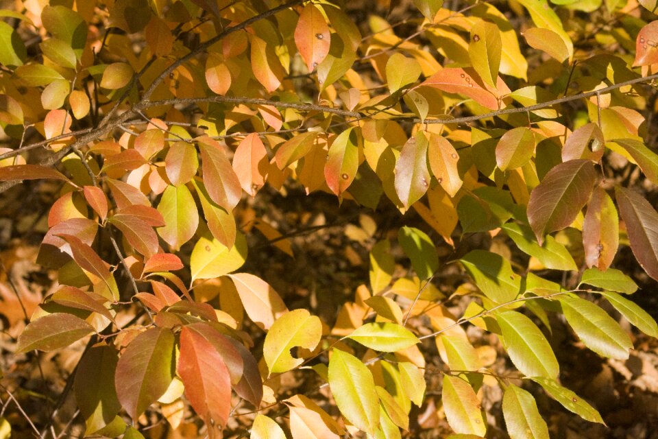 Fall foliage colors of autumn fall leaves