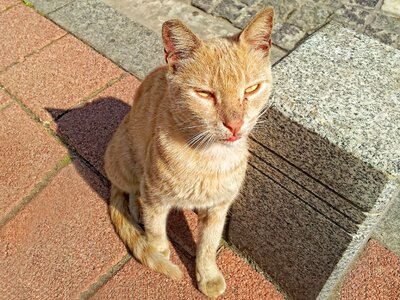 Reddish fur japs fur photo