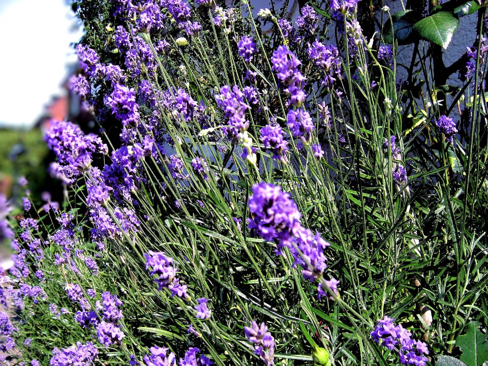 Lavender lavender flowers lavandula angustifolia photo