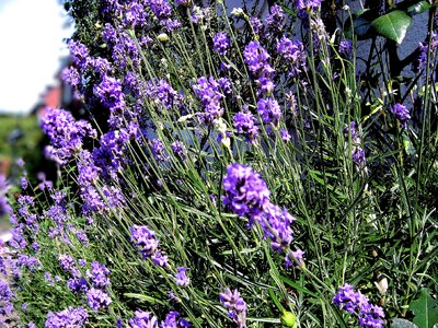 Lavender lavender flowers lavandula angustifolia photo
