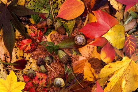 Yellow red brown