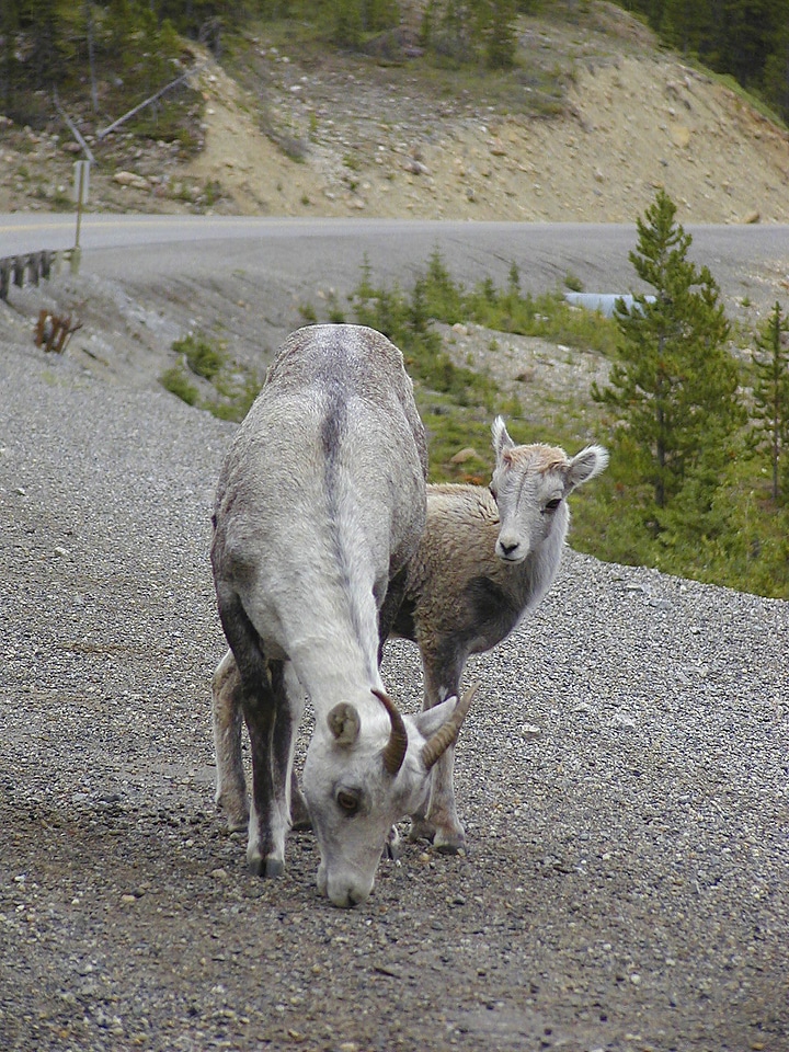 Wild fauna wildlife