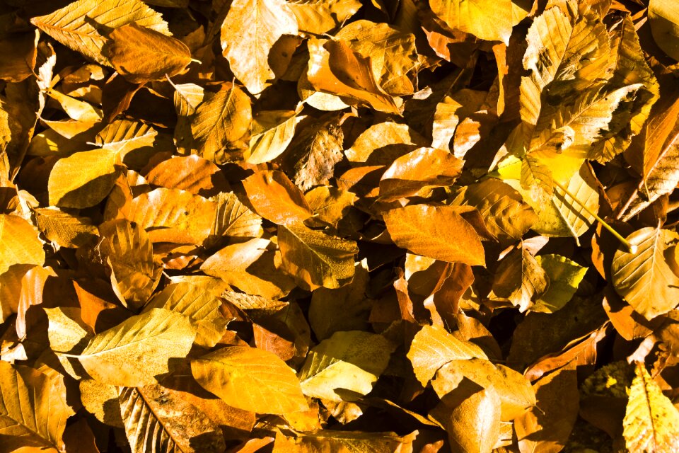 Emerge fall foliage colors of autumn