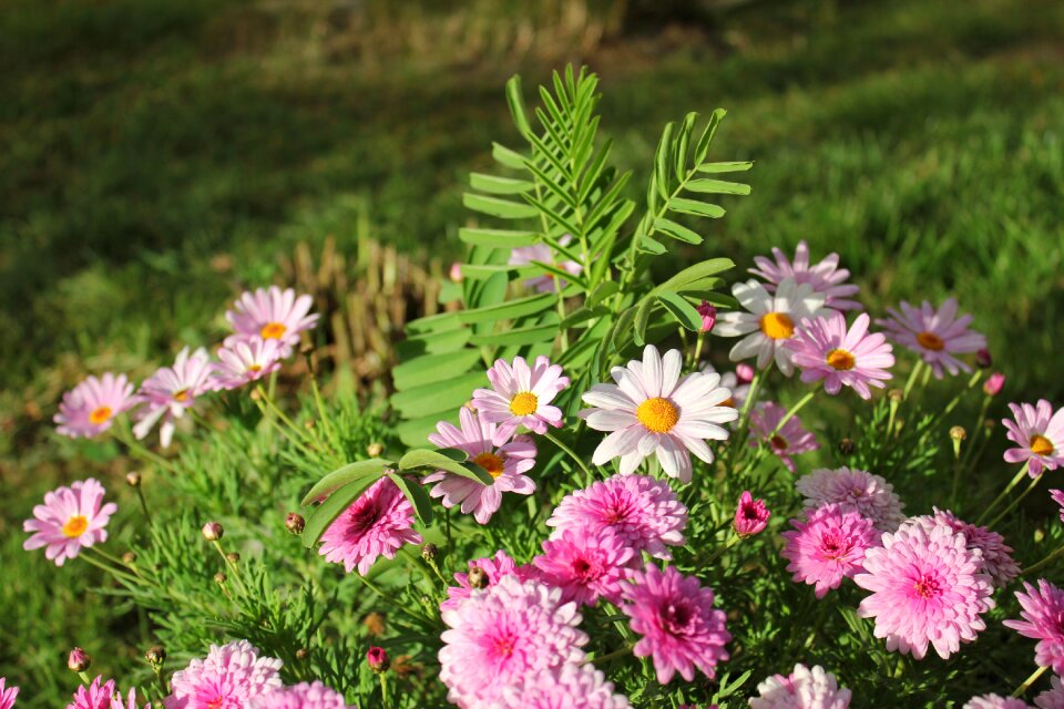 Flowers cluster landscape