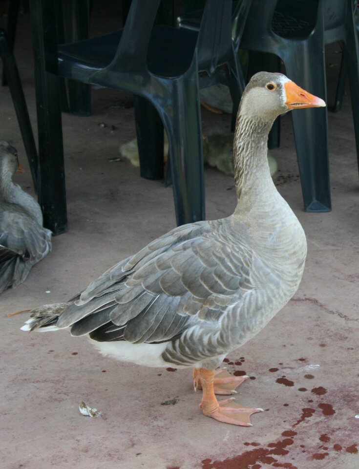 Dark grey feathers alert fat