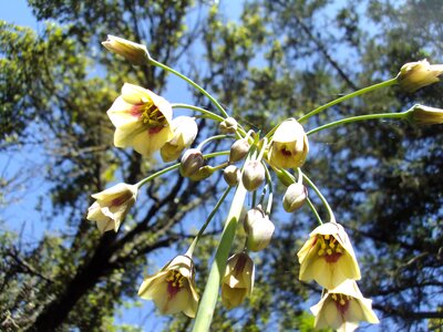 Termessos endemic flower