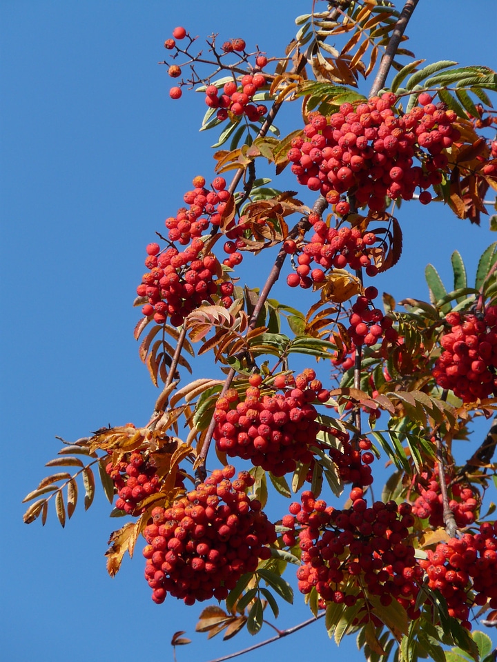 Sorbus aucuparia pyrus aucuparia deciduous tree