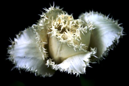 Frayed edges frilled petals