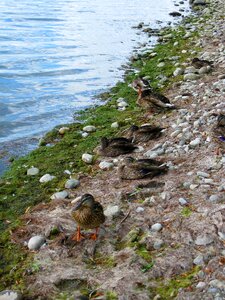 Ducks bank water