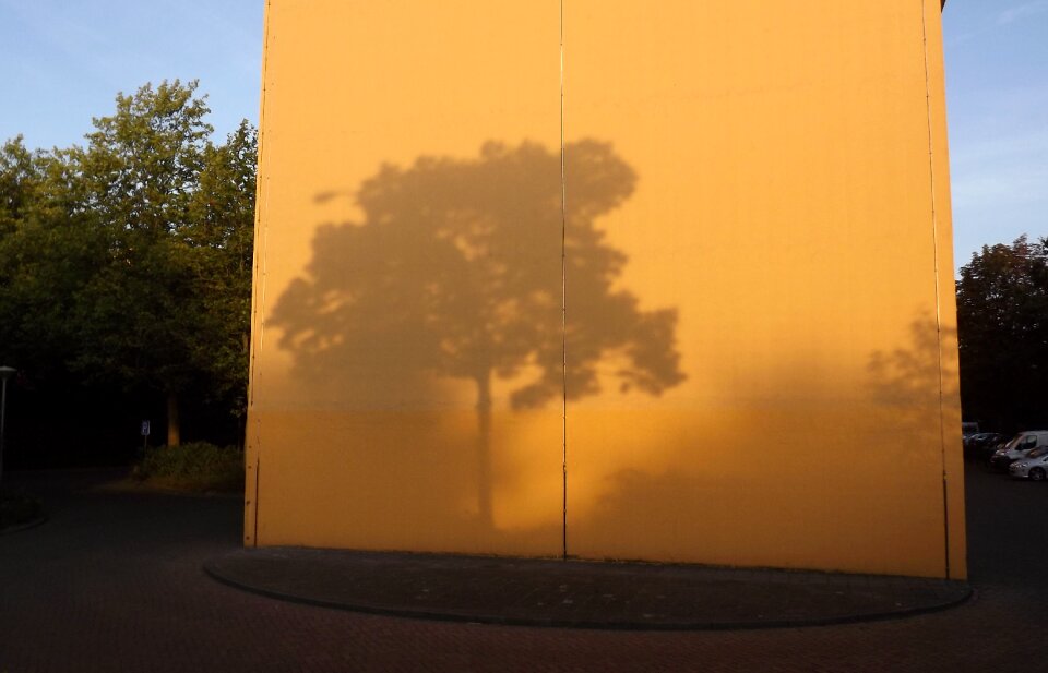 Tree evening atmosphere