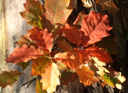 Leaves autumn emerge