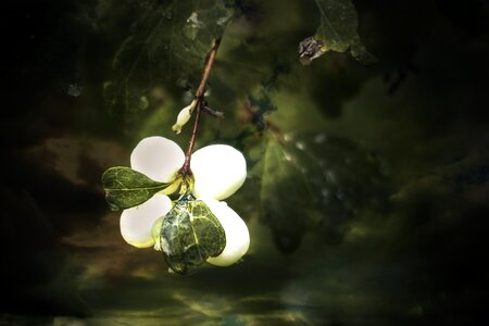 Toy torpedo cap bomb meadow photo