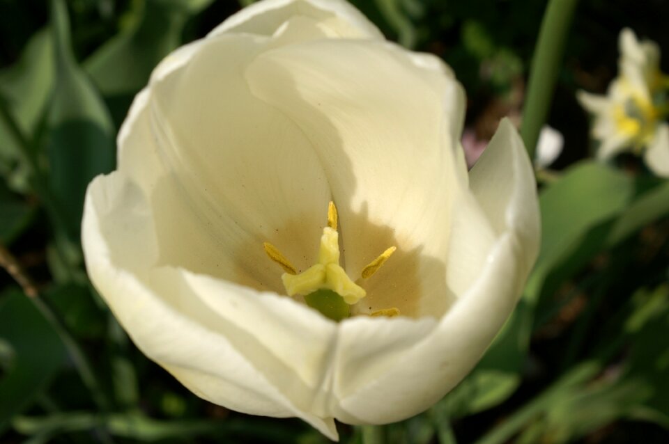 Nature tulip tulip fields