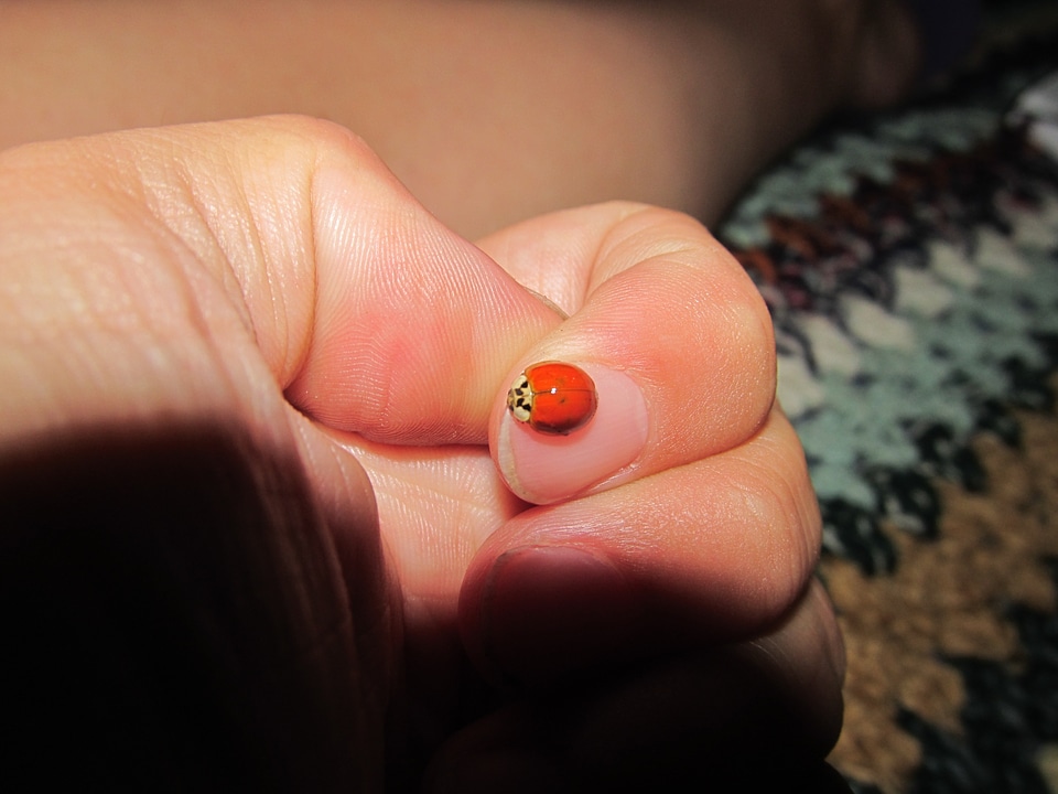 Insects lucky ladybug red