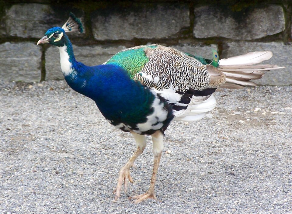 Bird feather iridescent
