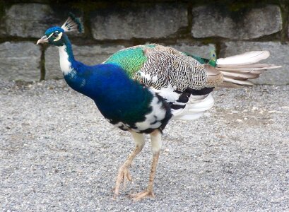 Bird feather iridescent