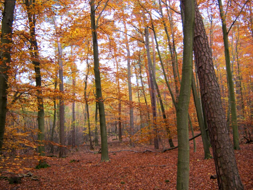 Leaves autumn emerge