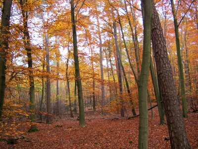 Leaves autumn emerge photo