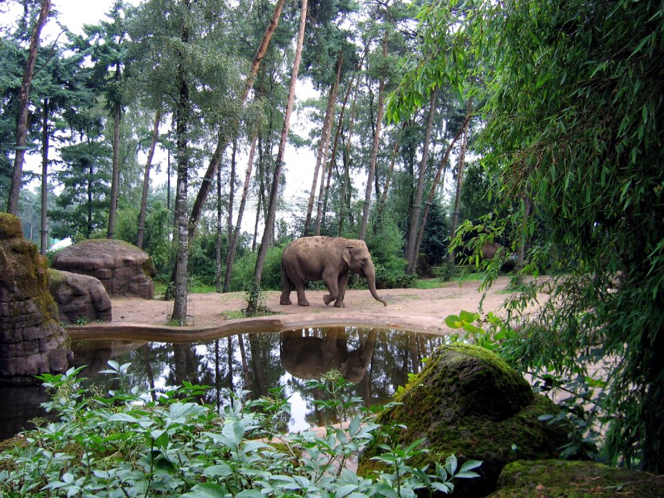 Tusks animal nature