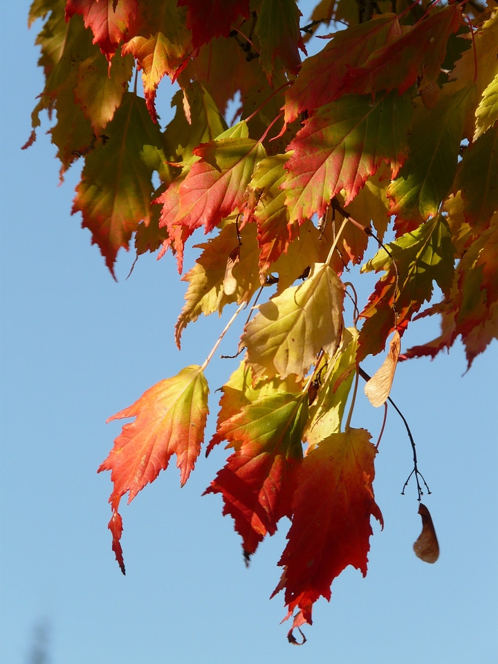 Deciduous tree golden autumn golden october
