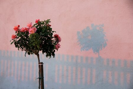 Afterglow red pink