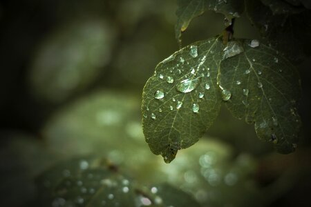 Forest rain drops close-up