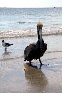 Pelecaniformes state bird caribbean